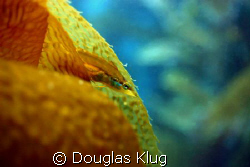 Under Cover. A tiny juvenile kelpfish blends with kelp in... by Douglas Klug 